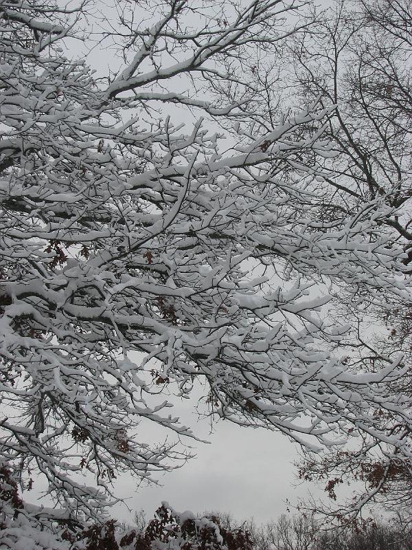 2008-12-20_Snow_Storm 083.jpg